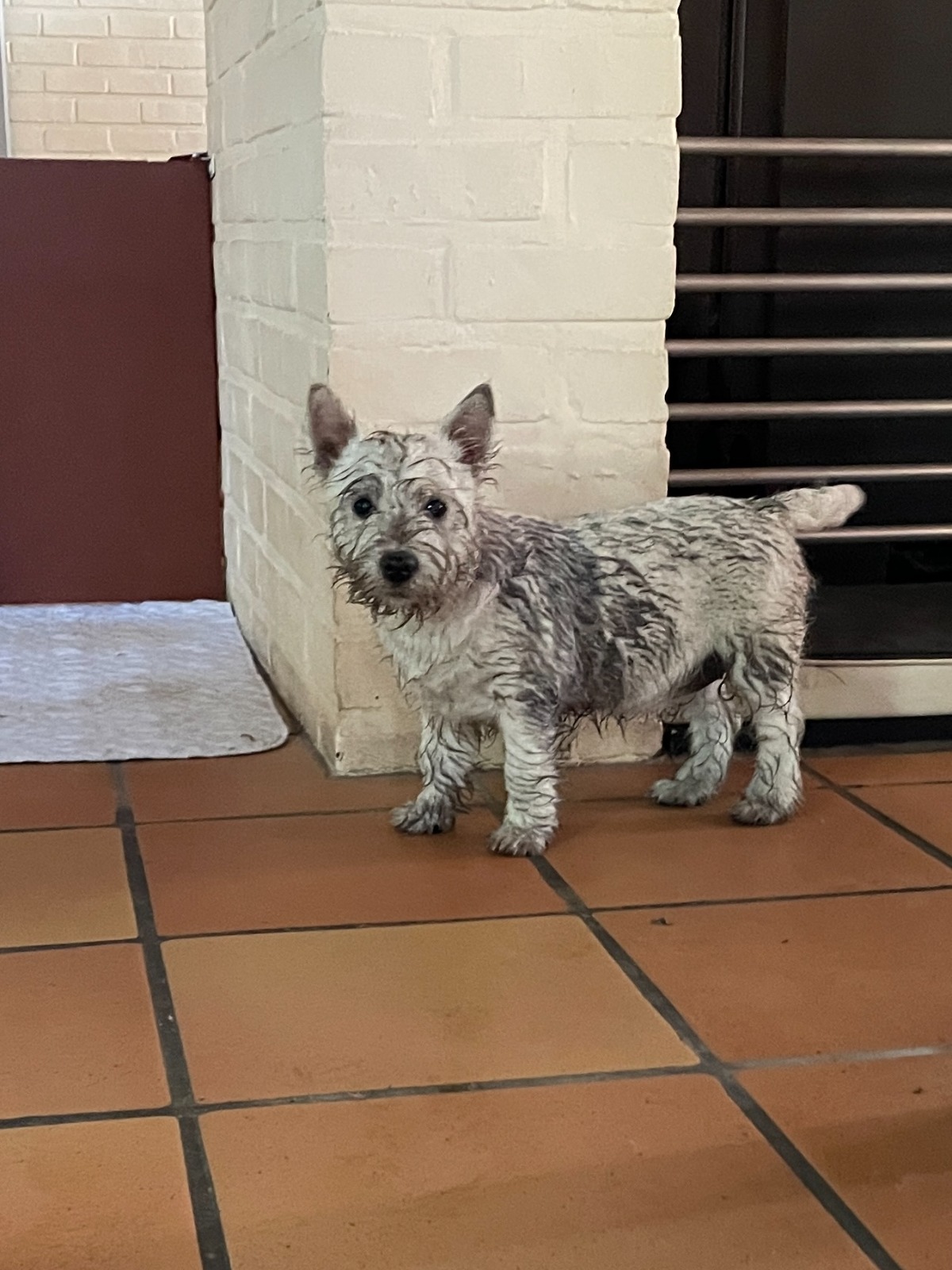 Luna voor de laatste dag bij de fokker